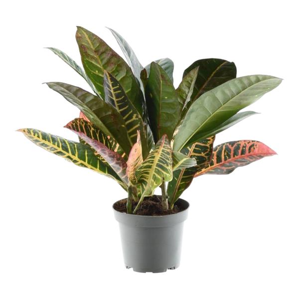 Codiaeum variegatum ‚Petra‘ – 30 cm – ø12