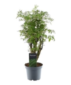 Polyscias Hawaiiana Ming – 45 cm – ø12