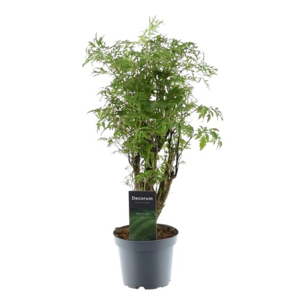 Polyscias Hawaiiana Ming – 45 cm – ø12