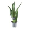 Sansevieria Spearmint – 45 cm – ø12