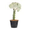 Euphorbia lactea Cristata wit – 30 cm – ø10,5