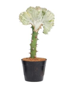 Euphorbia lactea Cristata wit – 30 cm – ø10,5