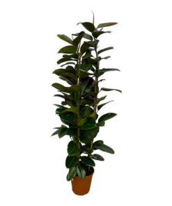 Ficus Elastica Robusta struik – 170 cm – Ø27cm