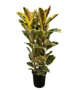 Ficus Elastica Tineke struik – 160 cm – Ø28cm