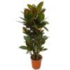 Codiaeum (Croton) Petra vertakt – 100 cm – Ø21cm