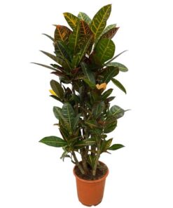 Codiaeum (Croton) Petra vertakt – 100 cm – Ø21cm