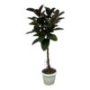 Ficus Elastica Robusta stam – 140 cm – Ø32cm