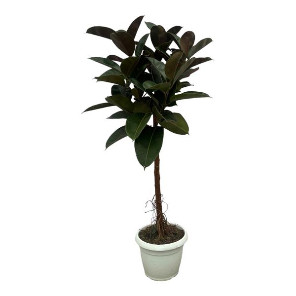 Ficus Elastica Robusta stam – 140 cm – Ø32cm