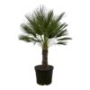 Chamaerops Humilis op stam – 180 cm – Ø45cm