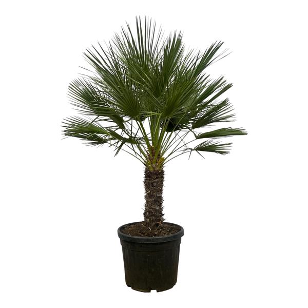 Chamaerops Humilis op stam – 180 cm – Ø45cm