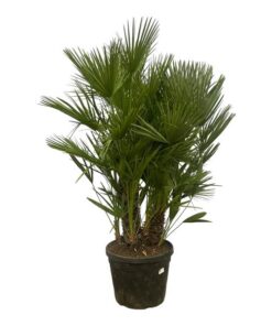 Chamaerops Humilis multi stam – 180 cm – Ø45cm