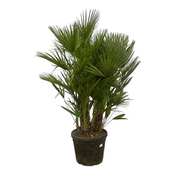 Chamaerops Humilis multi stam – 180 cm – Ø45cm