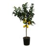 Citrus Lemon (Citroenboom) – 150 cm – Ø24cm