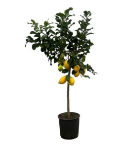 Citrus Lemon (Citroenboom) – 150 cm – Ø24cm