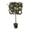 Quercus ilex boom op rek – 225 cm – Ø40cm