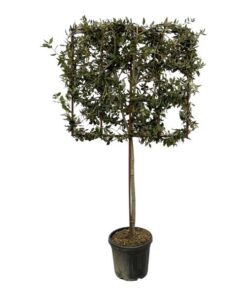 Quercus ilex boom op rek – 225 cm – Ø40cm