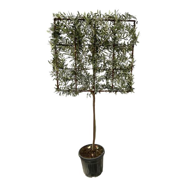 Olea Europaea boom op rek – 225 cm – Ø40cm