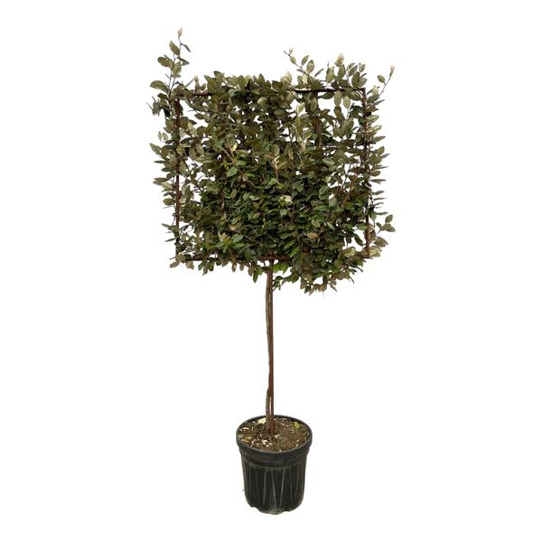 Eleagnus Ebbingei boom op rek – 225 cm – Ø40cm