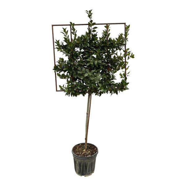 Laurus Nobilis boom op rek – 225 cm – Ø40cm