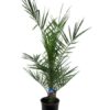 Phoenix Canariensis – 80 cm – Ø15cm