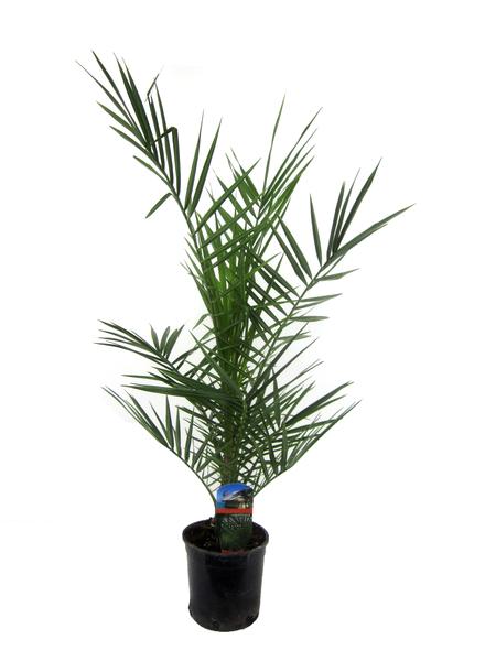 Phoenix Canariensis – 80 cm – Ø15cm