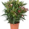 Nerium oleander rode bloemen.