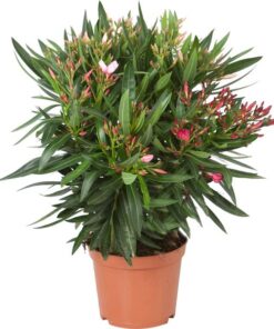 Nerium oleander rode bloemen.