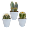 Kakteenmischung 8,5 cm – 3x – in witte pot