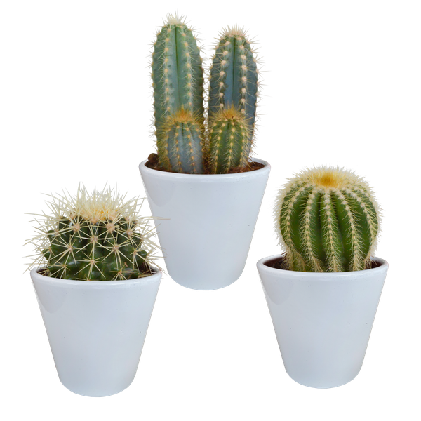 Kakteenmischung 8,5 cm – 3x – in witte pot