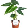 Alocasia Frydek 1 Stück Ø 12 cm – ↕35 cm