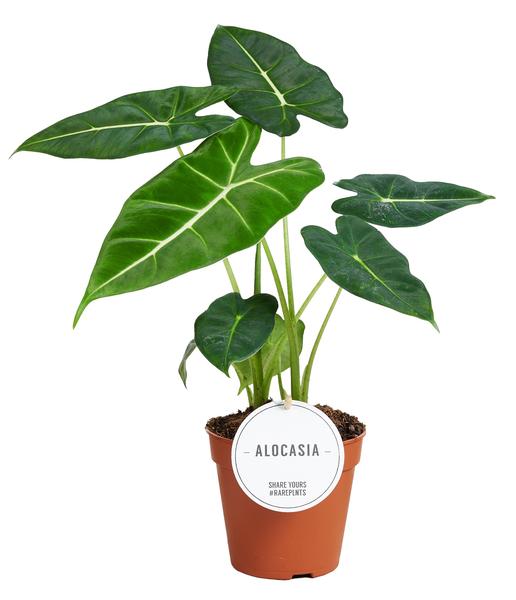 Alocasia Frydek 1 Stück Ø 12 cm – ↕35 cm