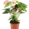 Anthurium Spirit In Transparant Sleeve