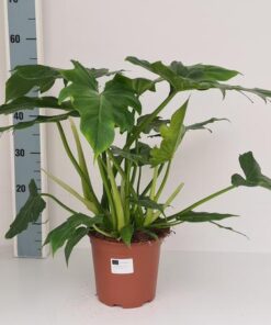 Philodendron Lacerum