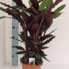 Calathea Rufibarba