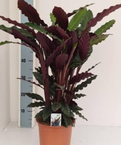 Calathea Rufibarba