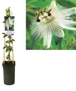 Passiflora ‚Constance Elliott‘ +light Label