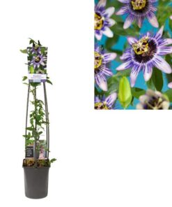 Passiflora ‚Damsel’s Delight‘ +light Label