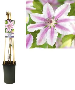 Clematis ‚Nelly Moser‘ +light Label