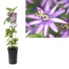 Passiflora ‚Amethyst‘ +light Label