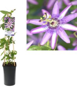 Passiflora ‚Amethyst‘ +light Label