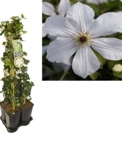 1 M. Privacy Mix Hedera + Clematis ‚Forever Friends‘ PBR +label