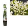 Trachelospermum Jasminoides +light Label