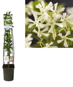 Trachelospermum Jasminoides +light Label