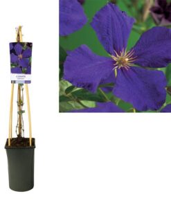 Clematis ‚Jackmanii‘ +light Label