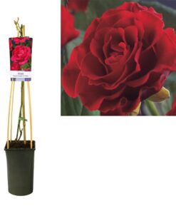 Rosa ‚Paul’s Scarlet Climber‘ +light Label