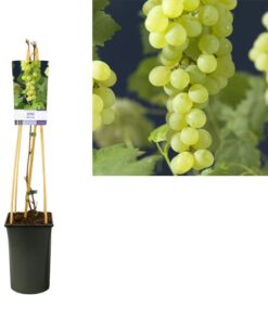 Vitis ‚Himrod‘ +light Label