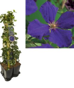 1 M. Privacy Mix Hedera + Clematis ‚Jackmanii‘ +label