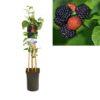 Rubus Occidentalis ‚Black Jewel‘ +light Label