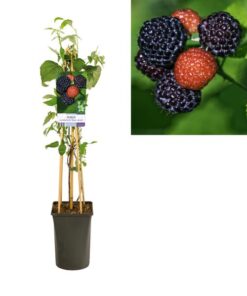 Rubus Occidentalis ‚Black Jewel‘ +light Label