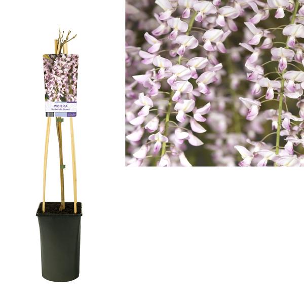 Wisteria Floribunda ‚Rosea‘ +light Label